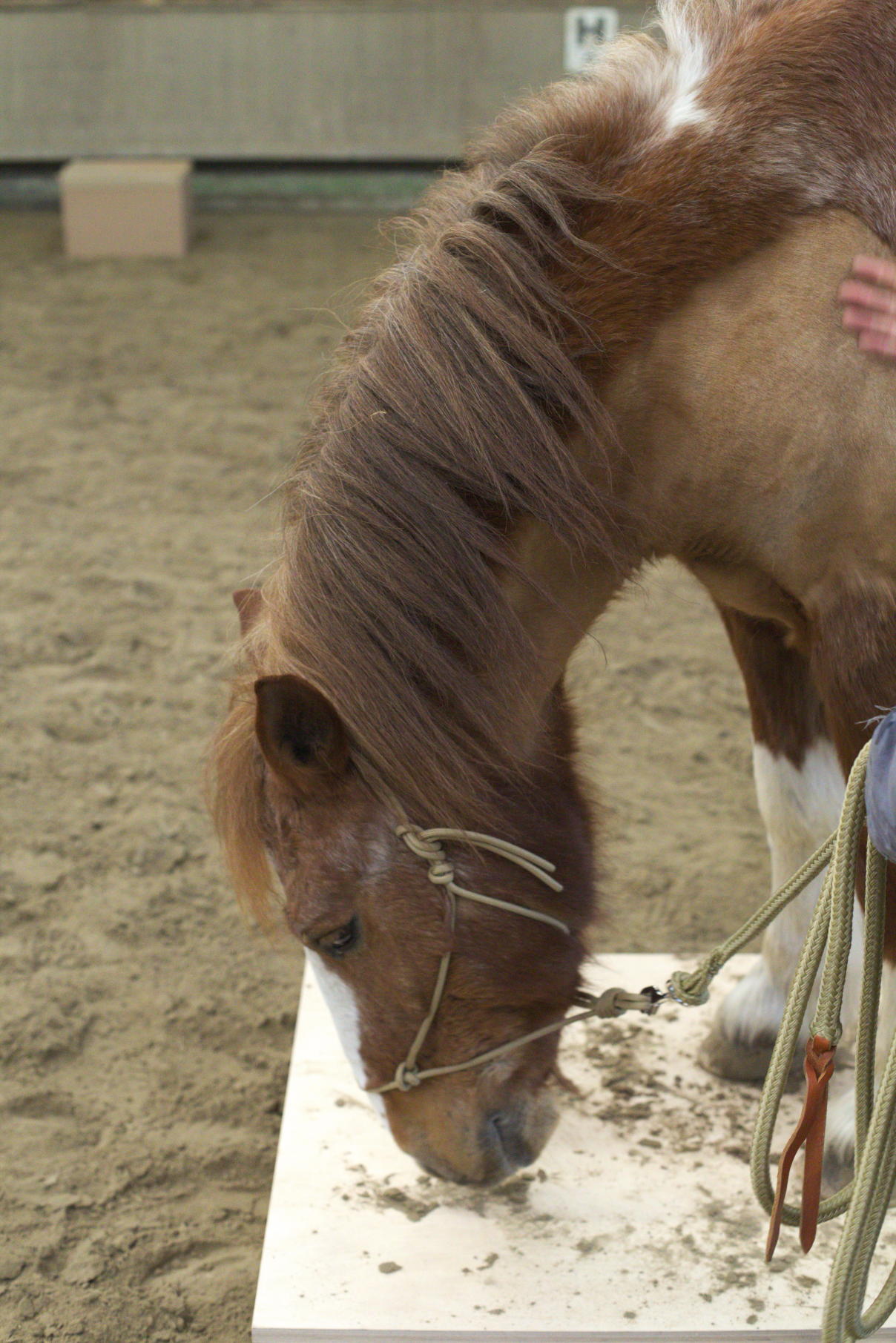 Horsemanship-Training
