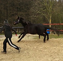 Horsemanship Thumbnail 3.jpeg