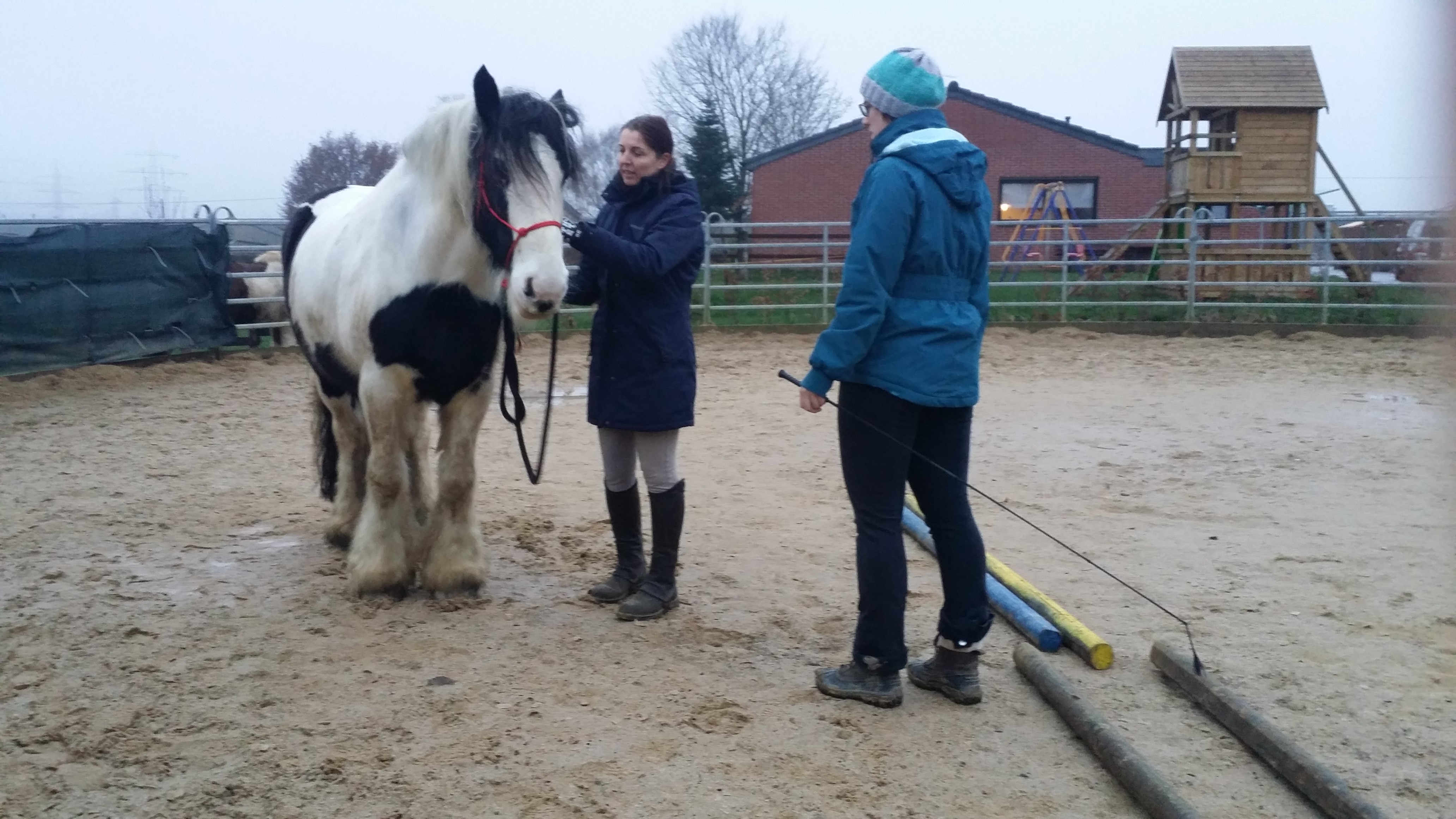 Horsemanship-Training