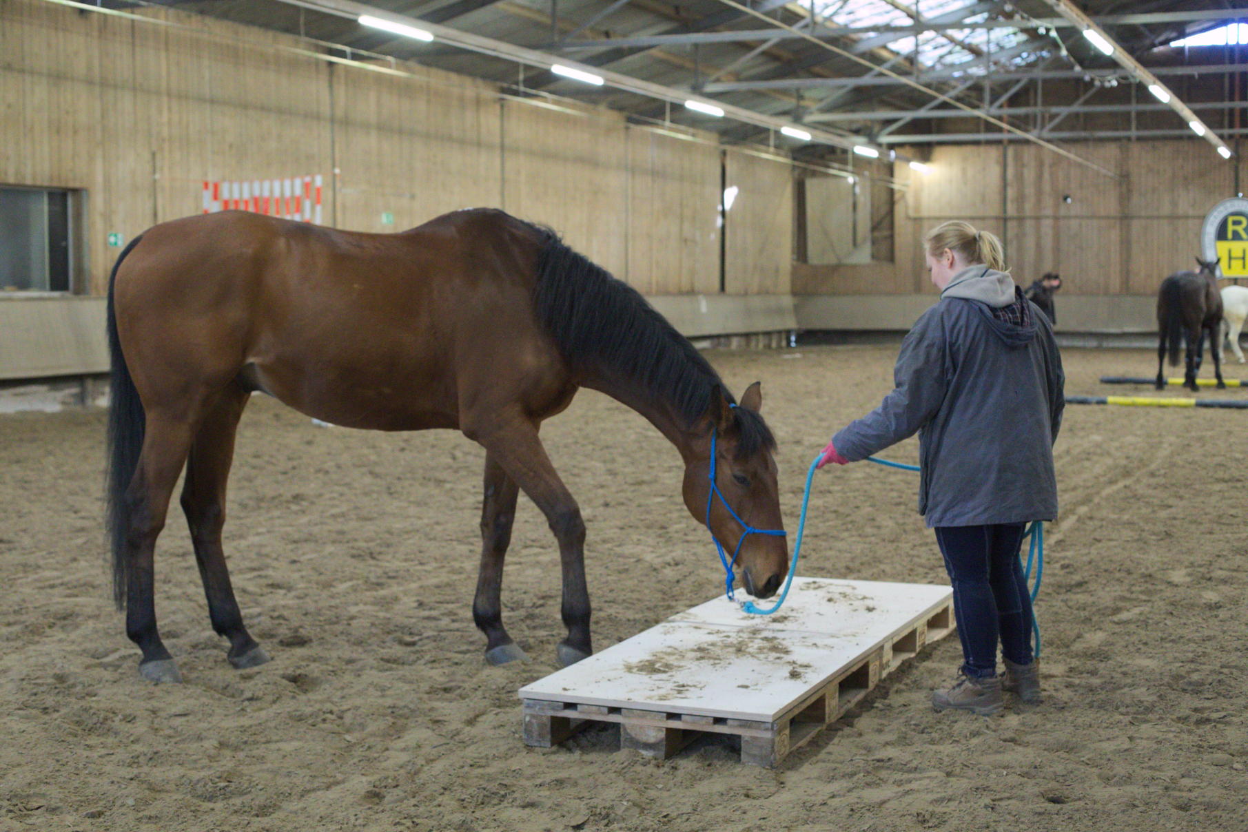 Horsemanship-Training