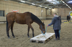 Horsemanship-Training