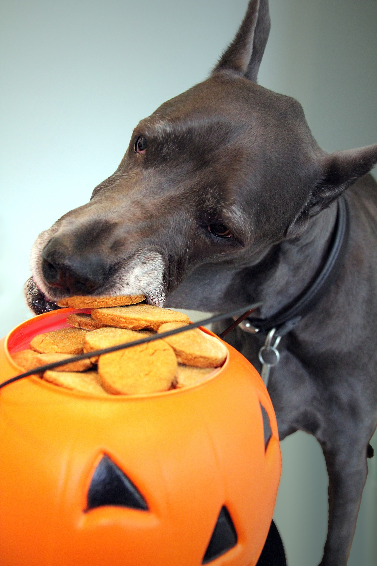 is pumpkin harmful to dogs