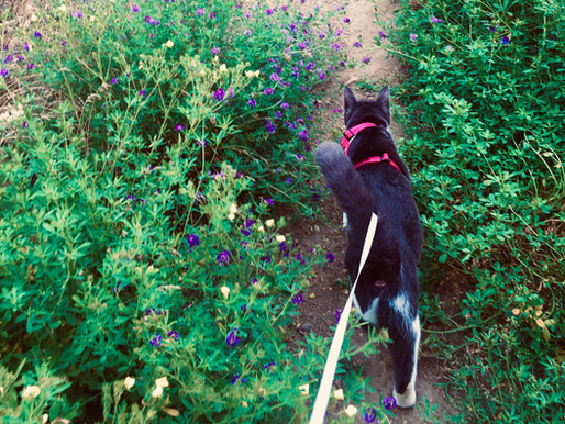 Sweet Pea the adventure cat exploring a forest trail in a harness