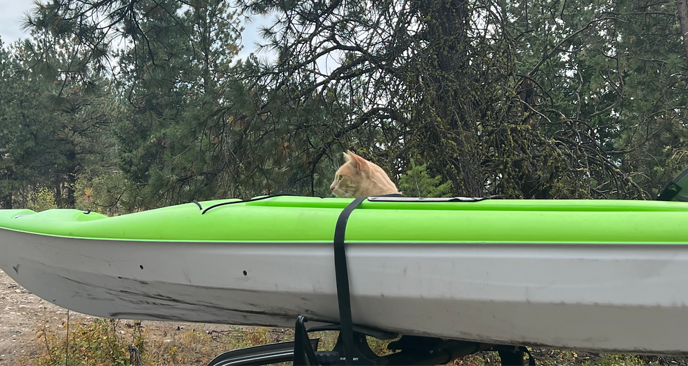 Ollie staked out the kayak before we even hit the water — showing that cats really can call shotgun.