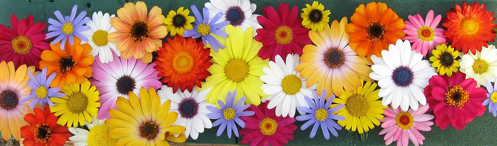 breitmoser-blossoms-2505774.jpg