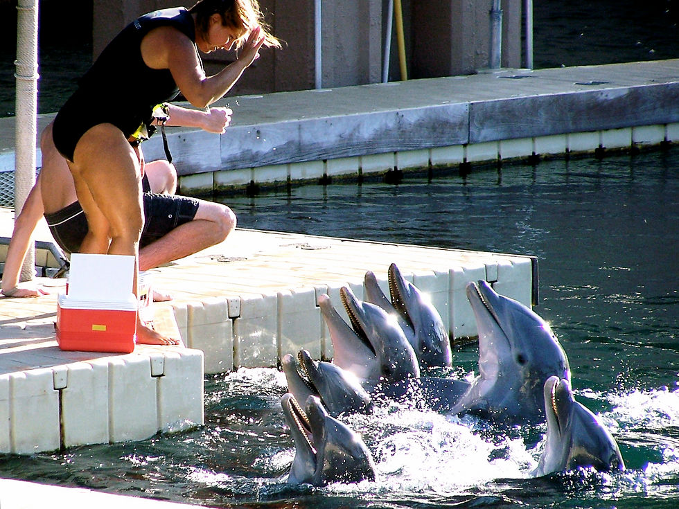 DOLPHIN QUEST