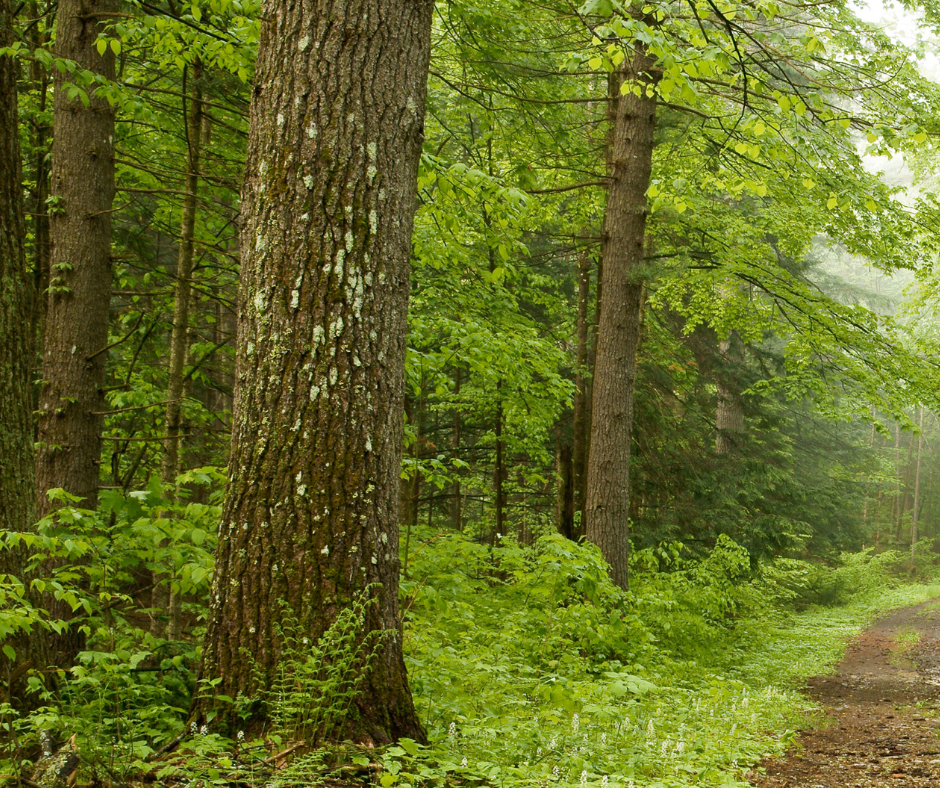 The Spiritual Wisdom of Trees: Online Discussion