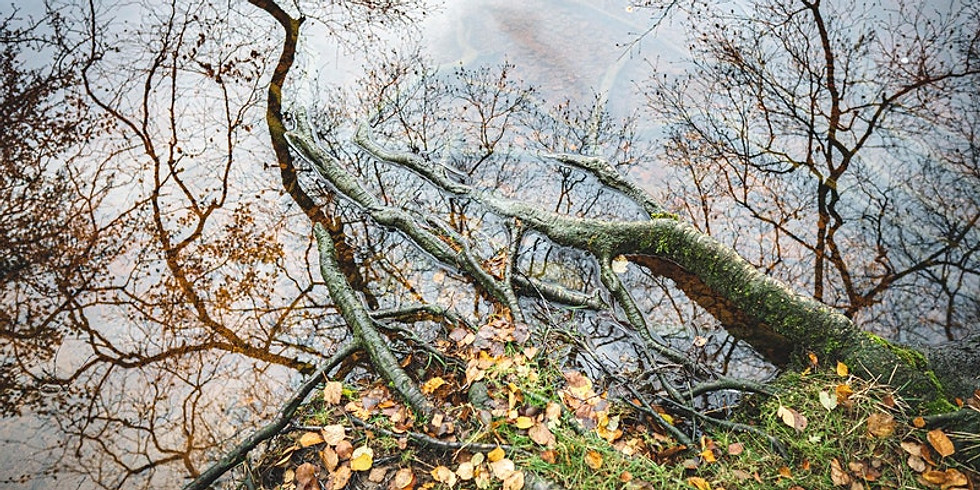 Resilience and Hope: Wisdom in Nature