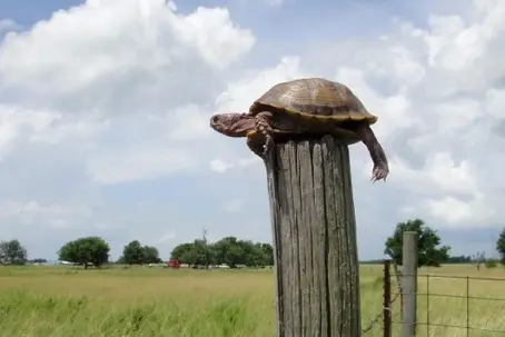 Ismail Sabri : Turtle on a Post or Dedicated follower of Fashion?