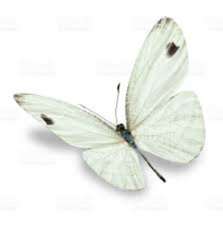 Immagine del redattore: whitebutterflygirls