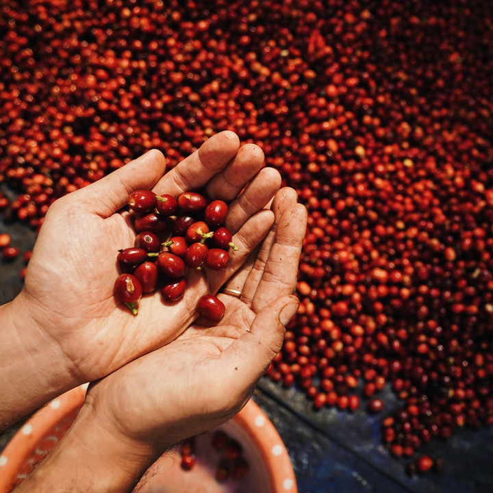 Offerings | Kopi Fabriek