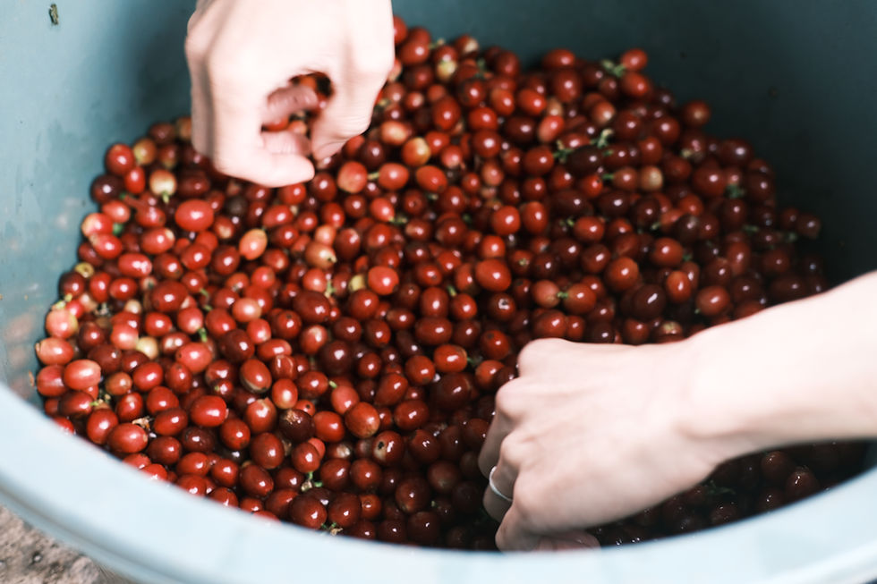 Indonesia Coffee Cherry