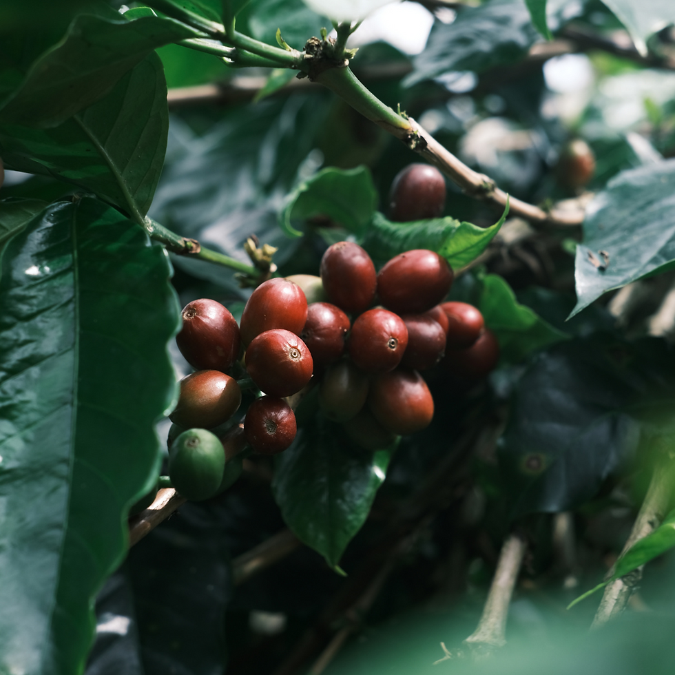Thumbnail: SU-EX-008 — Gayo Origin Project