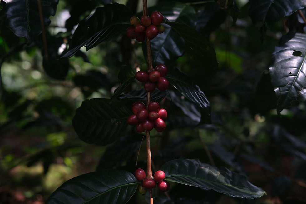 Indonesia Coffee Cherry