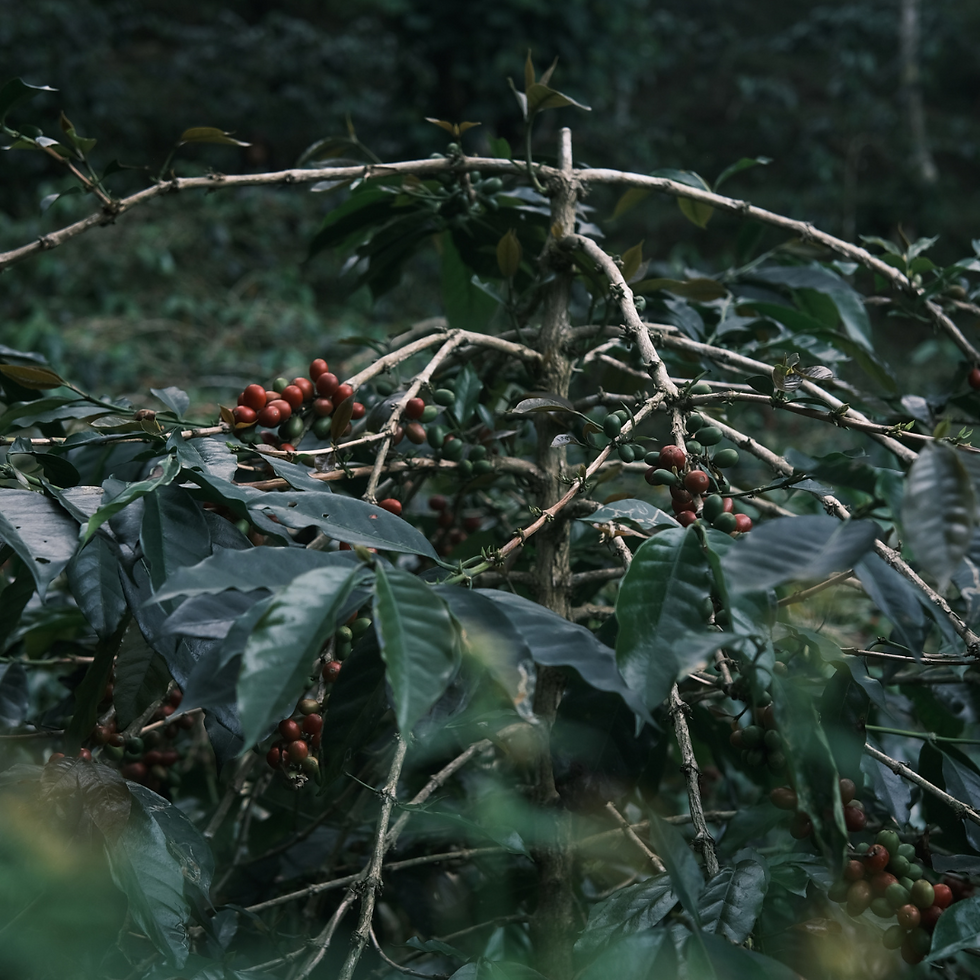 Thumbnail: JA-EX-005 — Sultani Estate