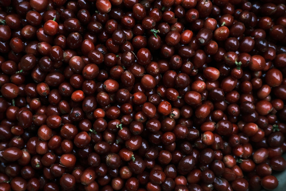 Indonesia Coffee Cherry