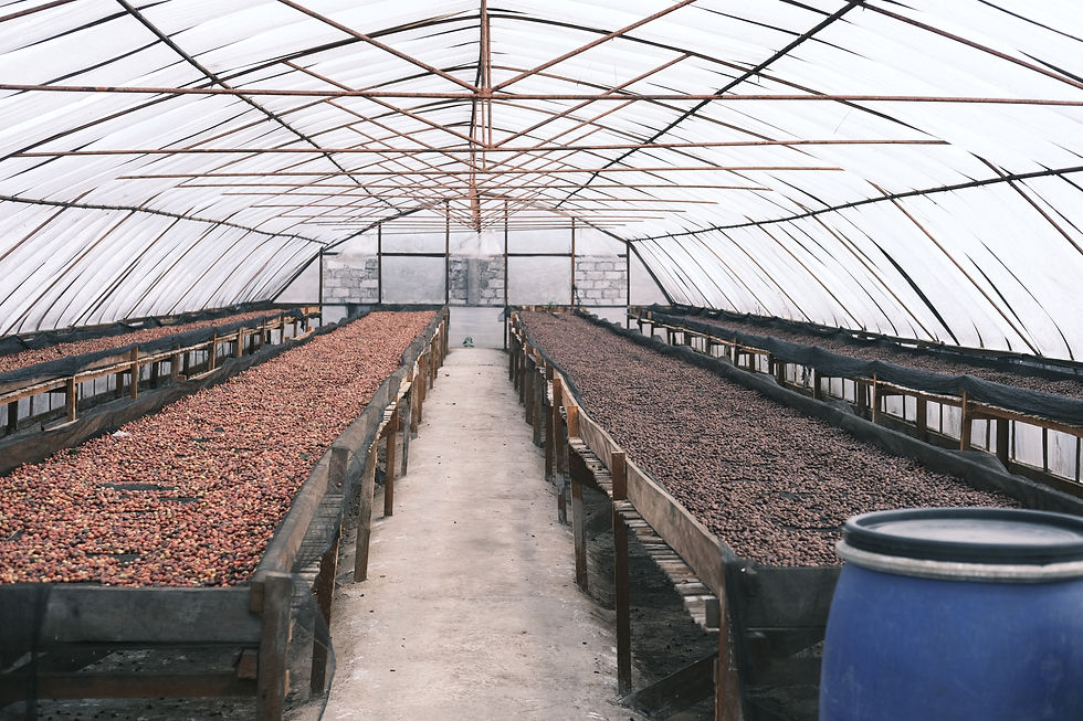 Indonesia Coffee Beans