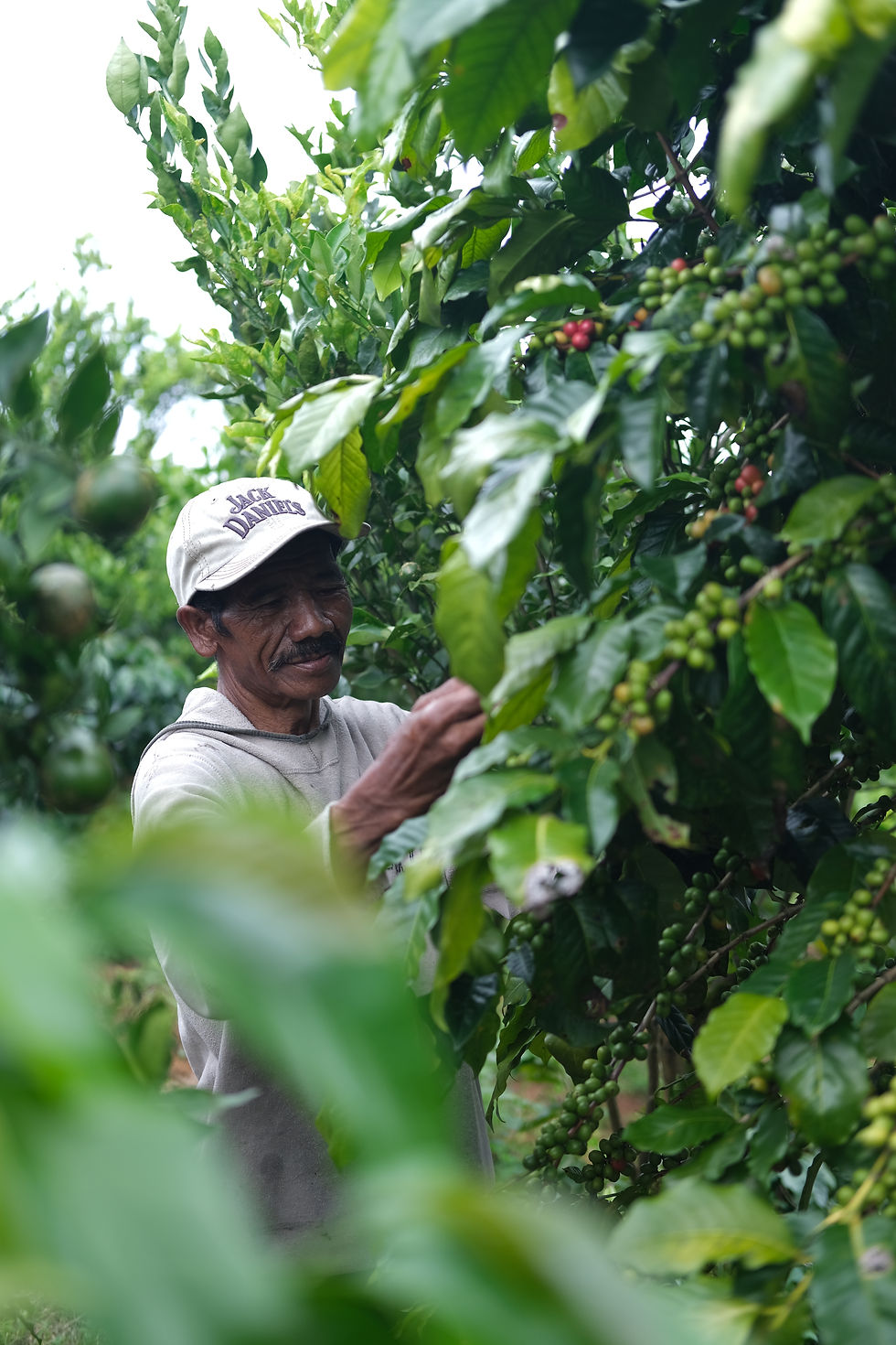 Indonesia Coffee Cherry