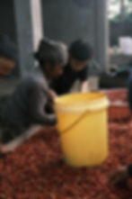 Indonesia Coffee Cherry