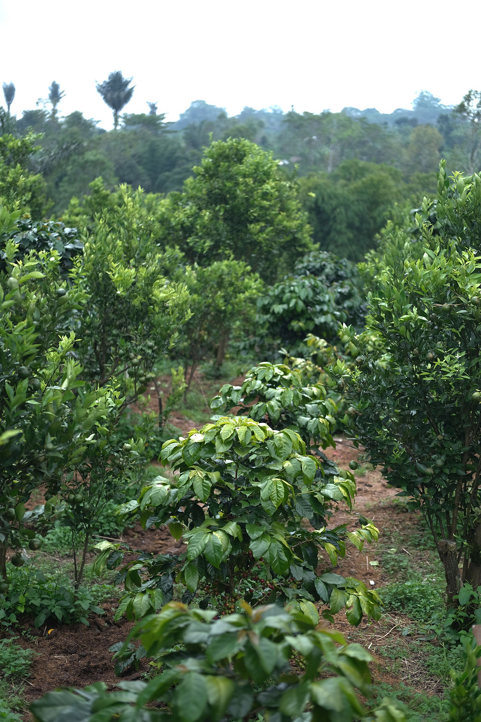 Indonesia Coffee Cherry