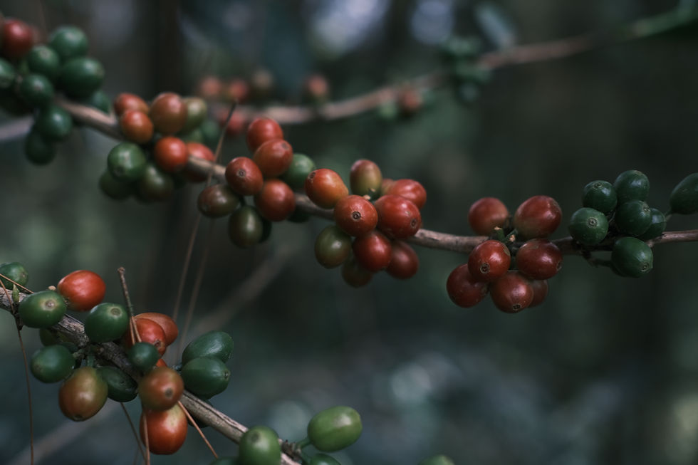 Indonesia Coffee Cherry