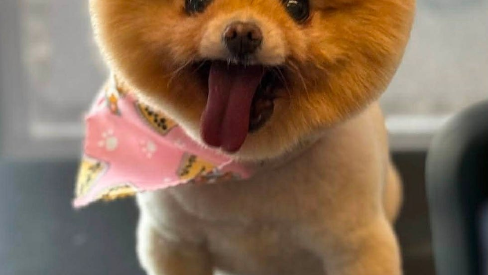 Why Regular Grooming Matters for Your Pet’s Health