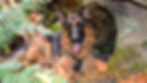 Chemainus Dog Training Scent_edited_edited_edited.jpg