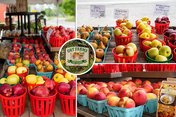 Apple Picking.webp