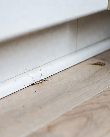 Silverfish in living area.jpg