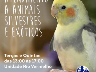 ATENDIMENTO A ANIMAIS SILVESTRES