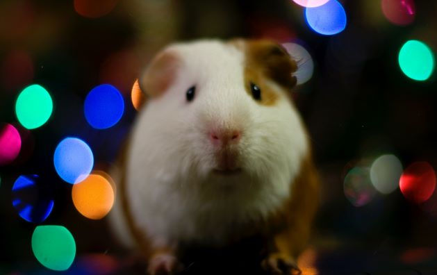 Apa Saja Perbedaan Marmut, Hamster Dan Guinea Pig? Berikut Penjelasannya!