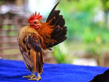 Asal Usul, Ciri-Ciri Dan Jenis Ayam Serama “The Smallest Bantam Chicken”