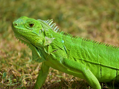 Tips Merawat Iguana Hijau di Rumah Agar Tumbuh Sehat