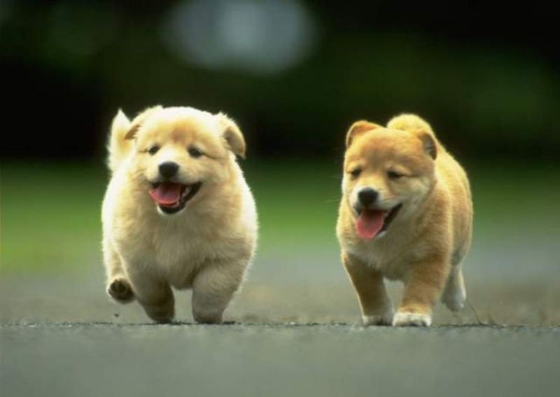 Merawat Anak Anjing Tanpa Induk Agar Sehat Ceria Dan Lucu Merawat Anak Anjing Tanpa Induk Agar Sehat Ceria Dan Lucu