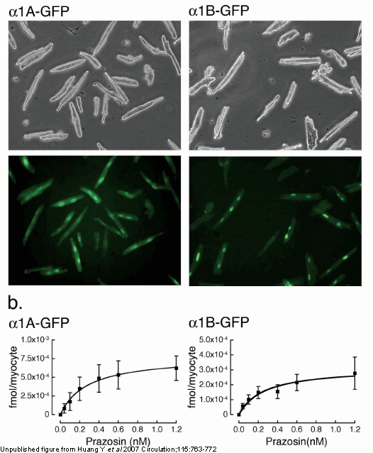 Huang-2006-Fig-1.gif