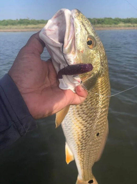 Thumbnail: Galaxy Paddle Tail