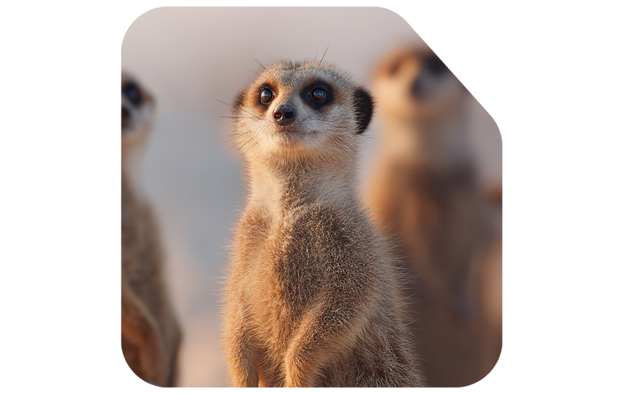 Untitled design (42).png