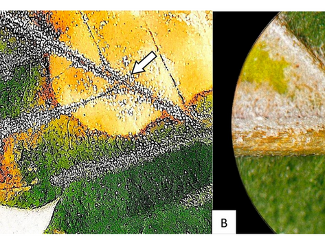 Cannabis trichomes help push out nutrient salts, metal ions