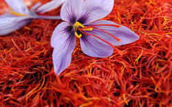 Vivid Red Saffron