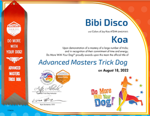 Koa - Advanced Masters Trick Dog Title.png