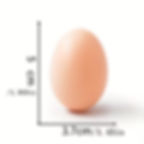 Présentation du Faux oeuf