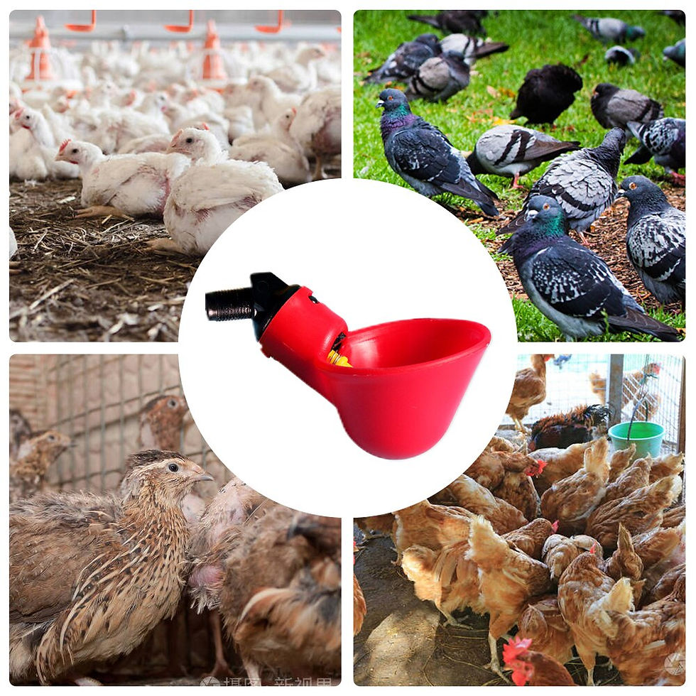 Abreuvoir poulet automatique pour assurer une eau propre aux volailles