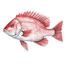 Snapper
