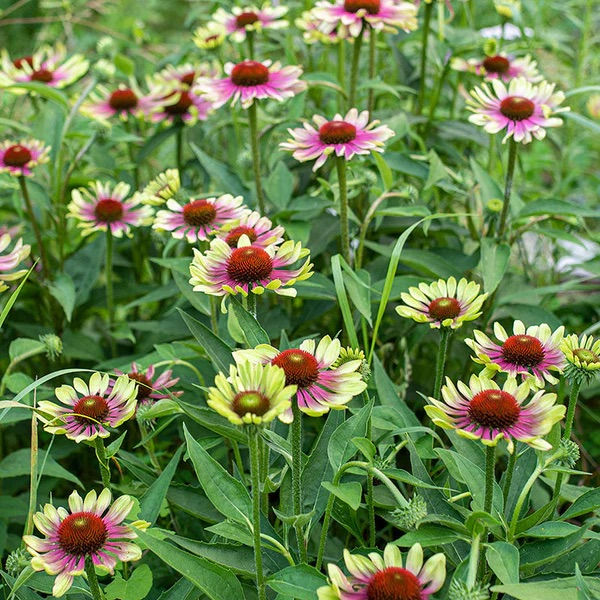 Flower (Perennial) - Echinacea - Green Twister (Cone Flower)