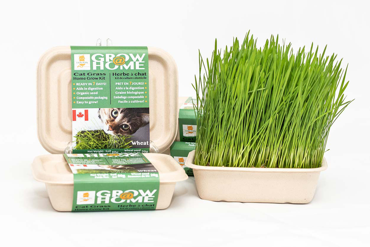 Grow@Home - Wheat Kit