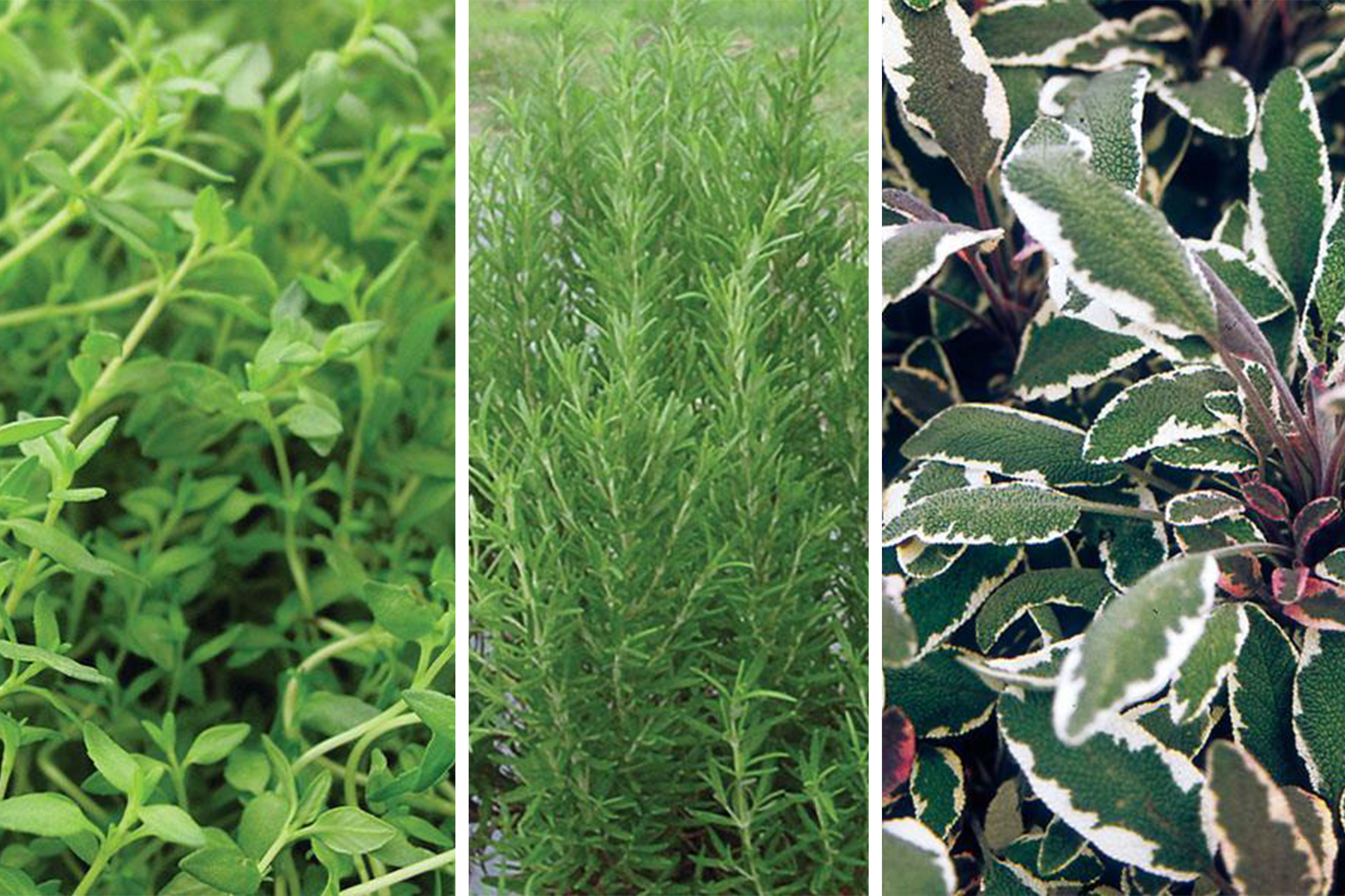 Herb - French Combo Pack (6-pack)