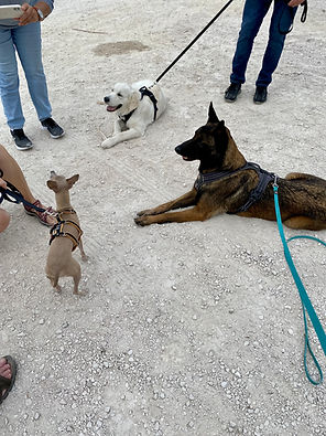 Cours d'éducation et dressage chien