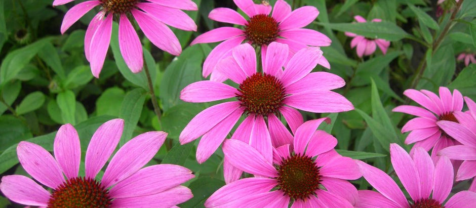 L’influence de l’hygiène de vie sur notre immunité