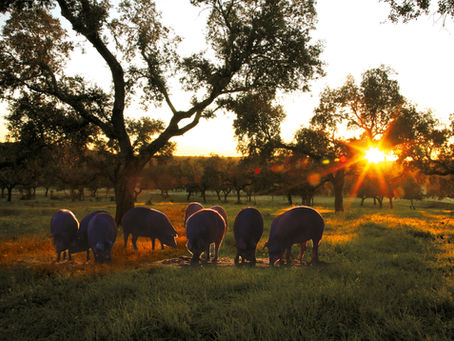 Le Pata Negra. La Haute-Couture du Jambon Ibérique