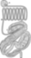 ColiClenz Diagram.jpg